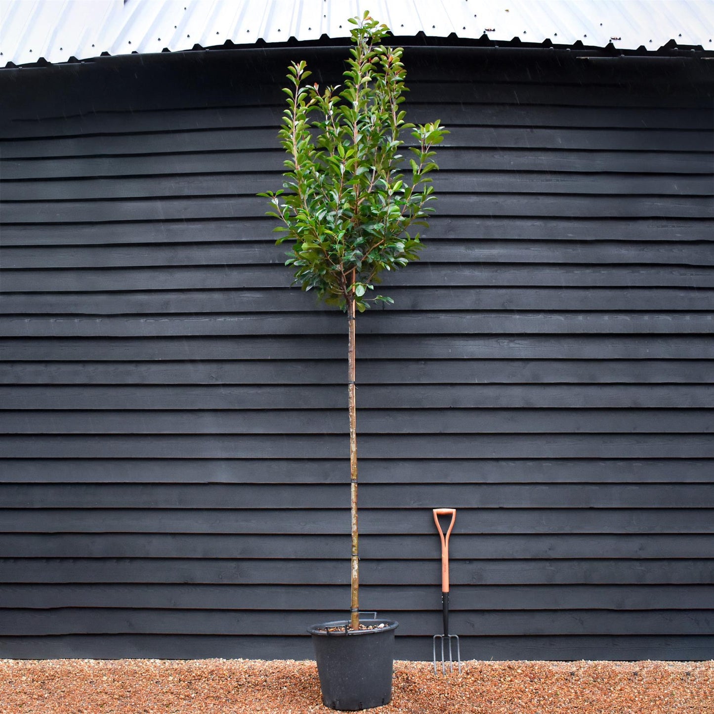 Photinia x fraseri Red Robin - Clear Stem - Girth 8-10cm - Height - 300-320cm - 70lt