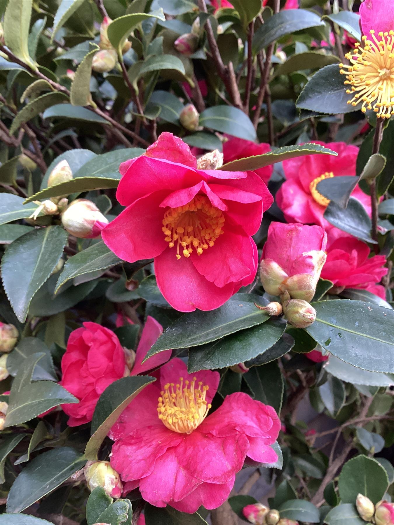 Camellia sasanqua Hiryu | Camellia 'Hiryu' - Half Standard - 210cm, 35lt