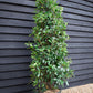 Photinia Red Robin - Bush - Tall Hedging - Height 180-200cm - 35lt