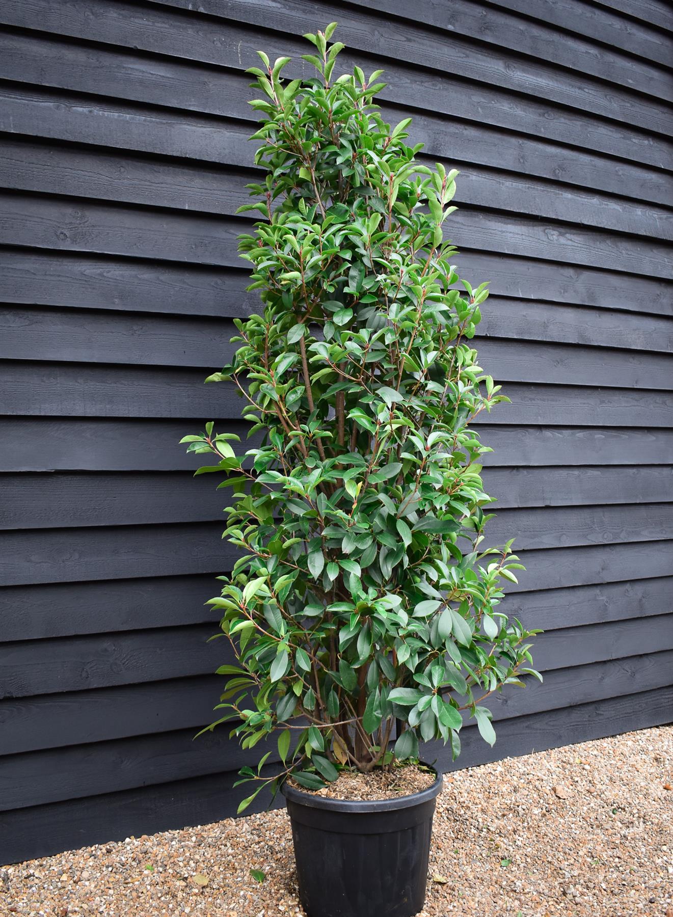 Photinia Red Robin - Bush - Tall Hedging - Height 180-200cm - 35lt