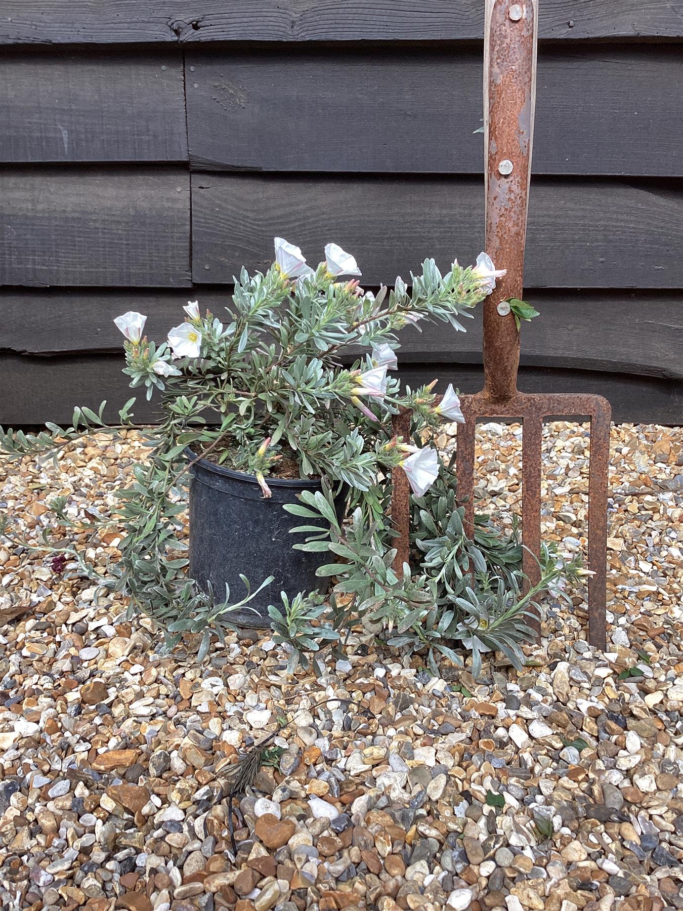 Convolvulus cneorum | Silver Bush - 10cm - 3lt