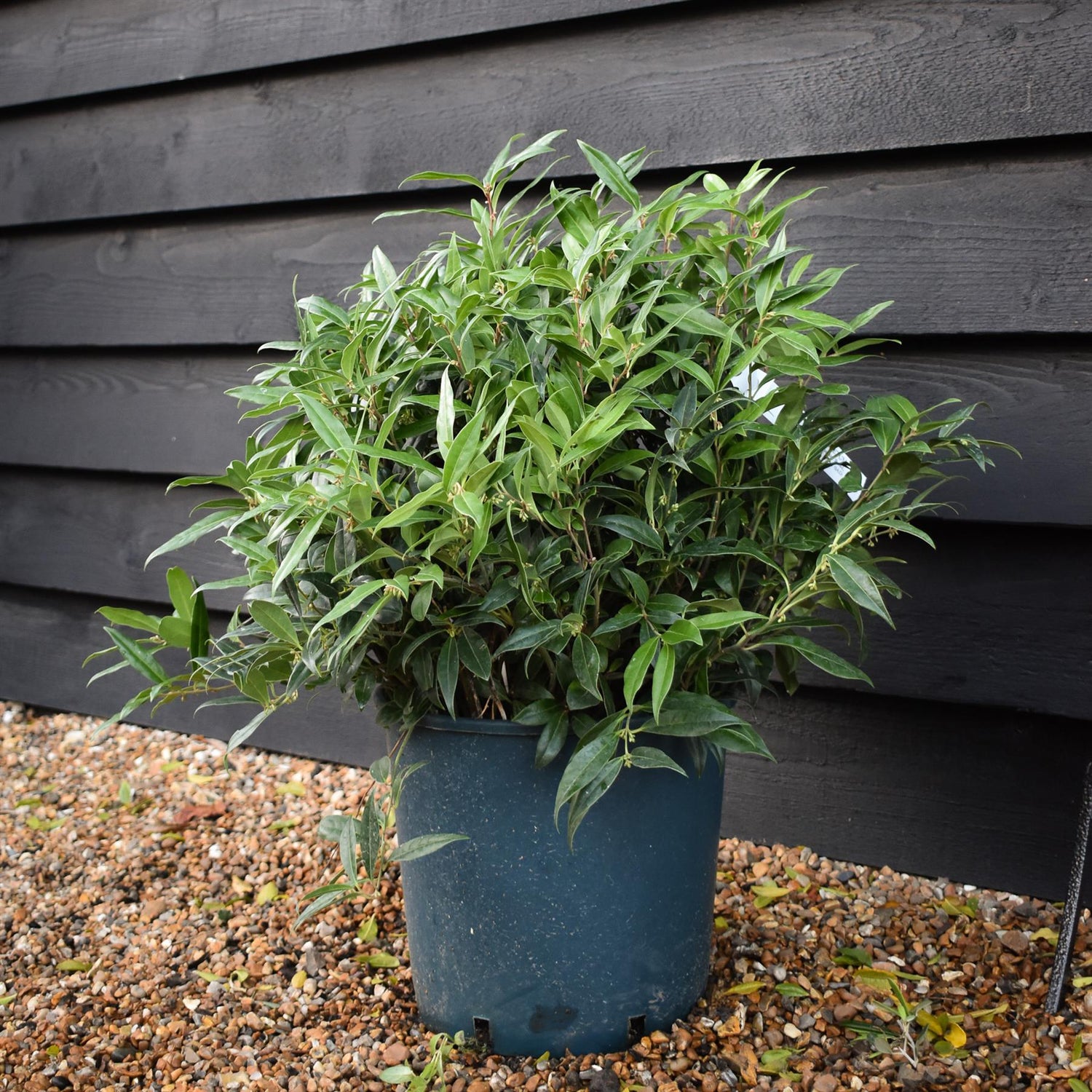 Sweet Box | Sarcococca hookeriana Winter Gem | Sweet Box - Shrub - 40-50cm - 12lt