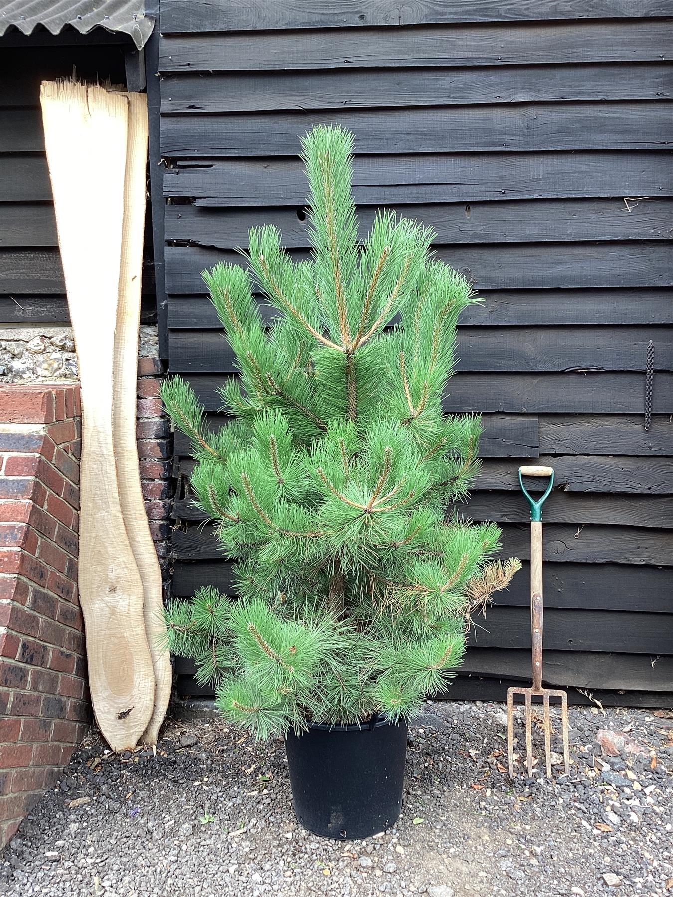 Pinus nigra | Austrian pine - 15lt