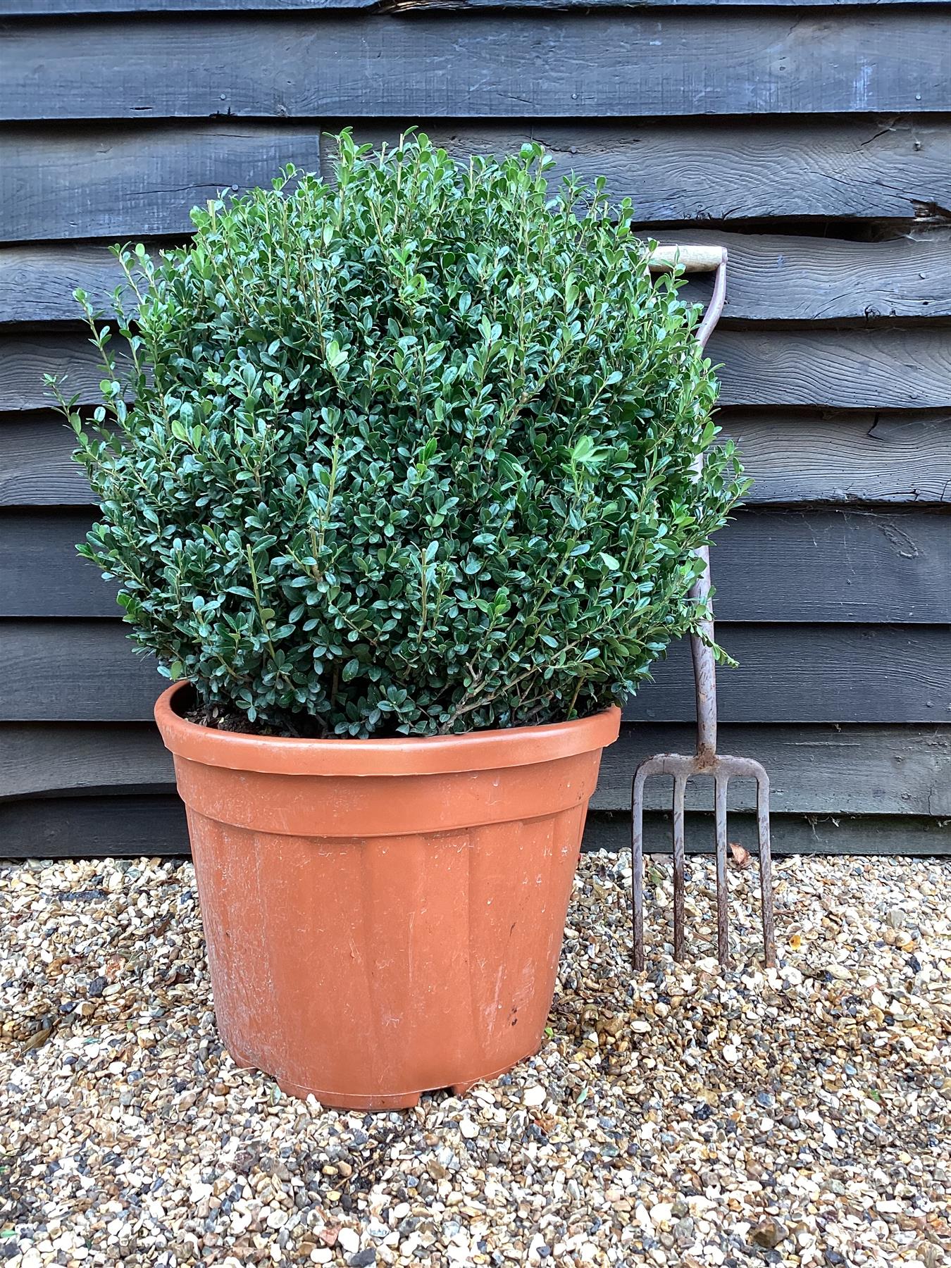 Ilex Crenata Caroline Upright - Ball - 60cm - 55lt