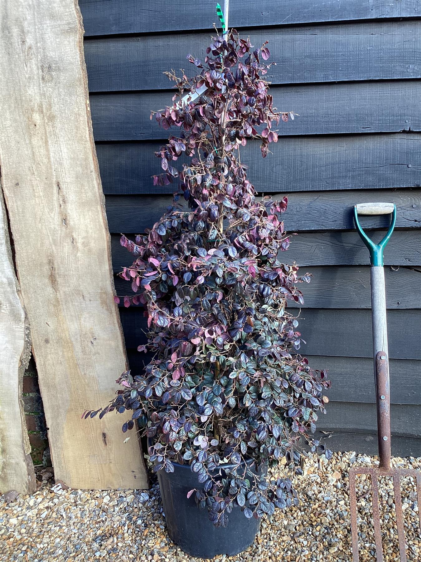 Loropetalum chinense Black Pearl | Chinese Fringe Flower - Cone - 150-160cm, 30lt