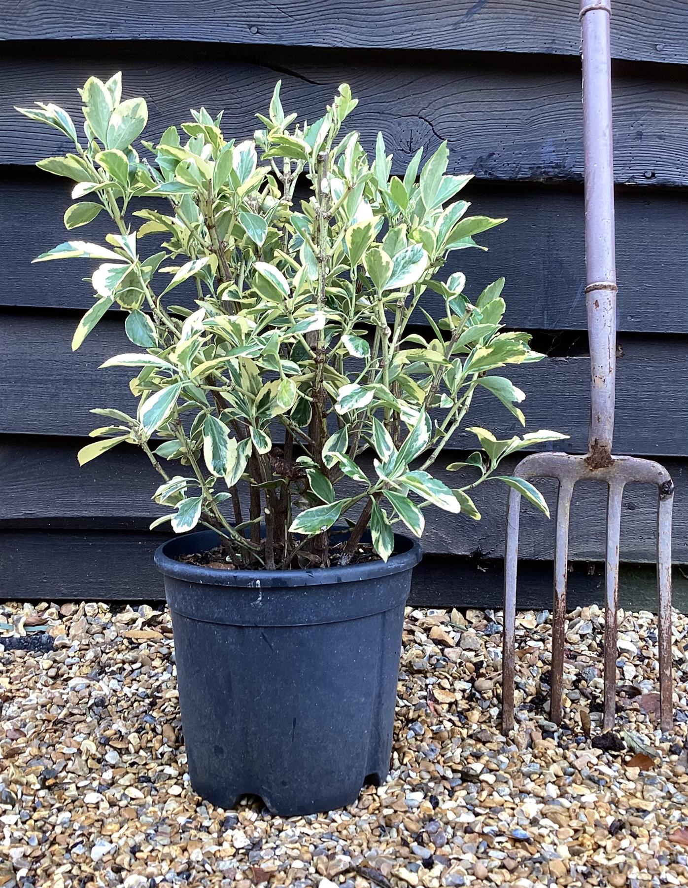 Euonymus Japonicus 'Bravo' - 60/80cm, 10lt