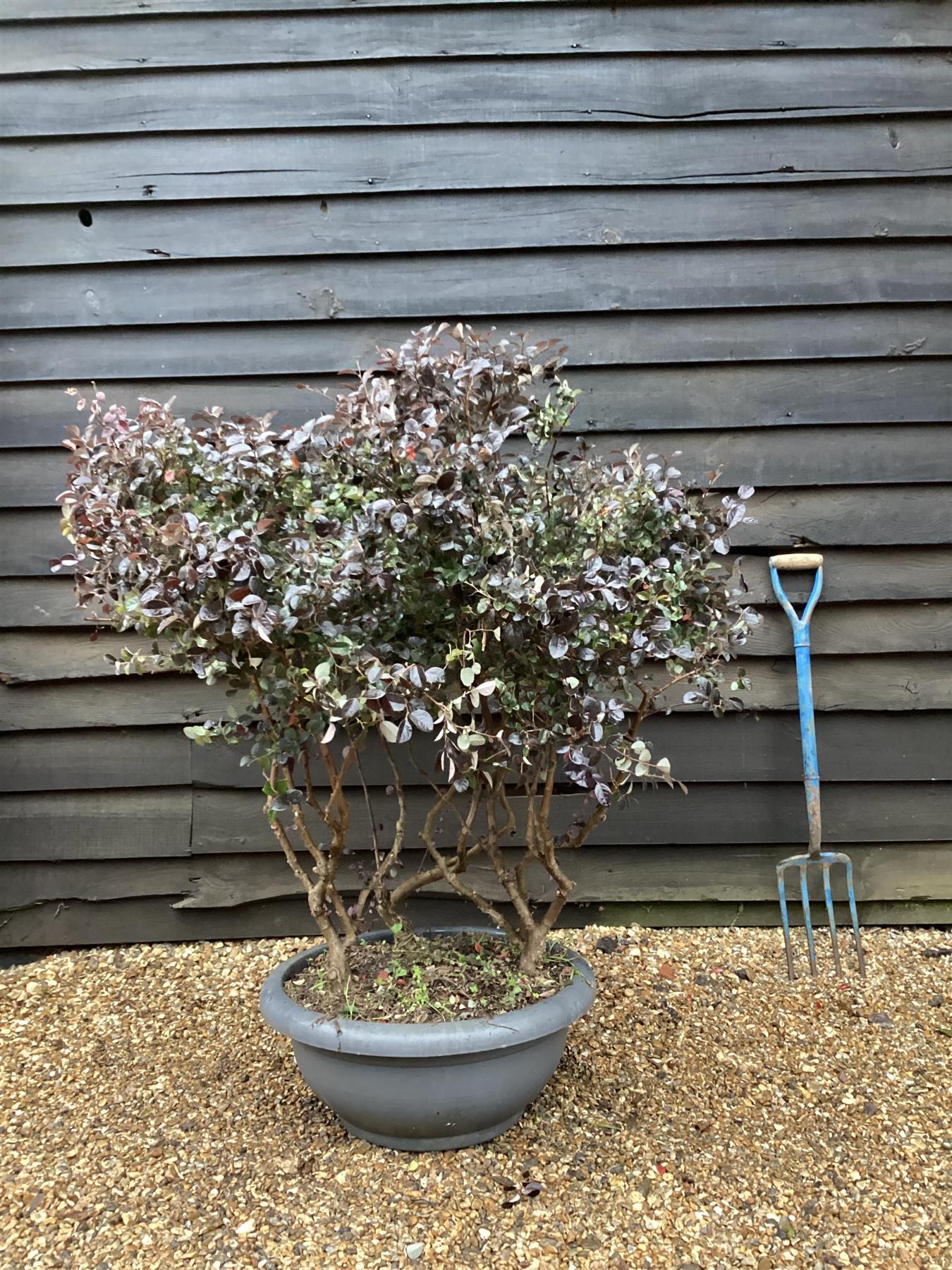 Loropetalum chinense Black Pearl | Chinese Fringe Flower - Parachute - Bowl - Shrub - Height 120cm - 40lt