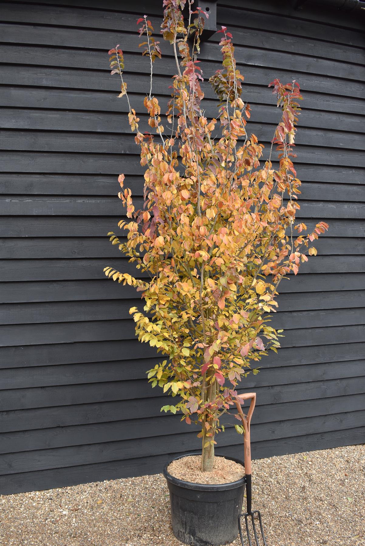 Persian Ironwood | Parrotia persica - Bushy, semi-mature - Height 330-350cm - 70lt