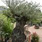 Olive Tree | Olea Europea 1/2 Std Crown - 200-210cm, 400lt