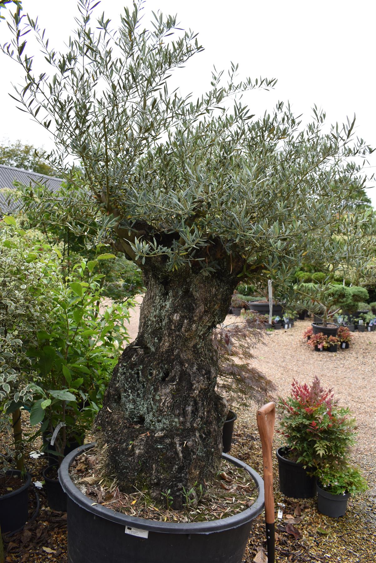 Olive Tree | Olea Europea 1/2 Std Crown - 200-210cm, 400lt