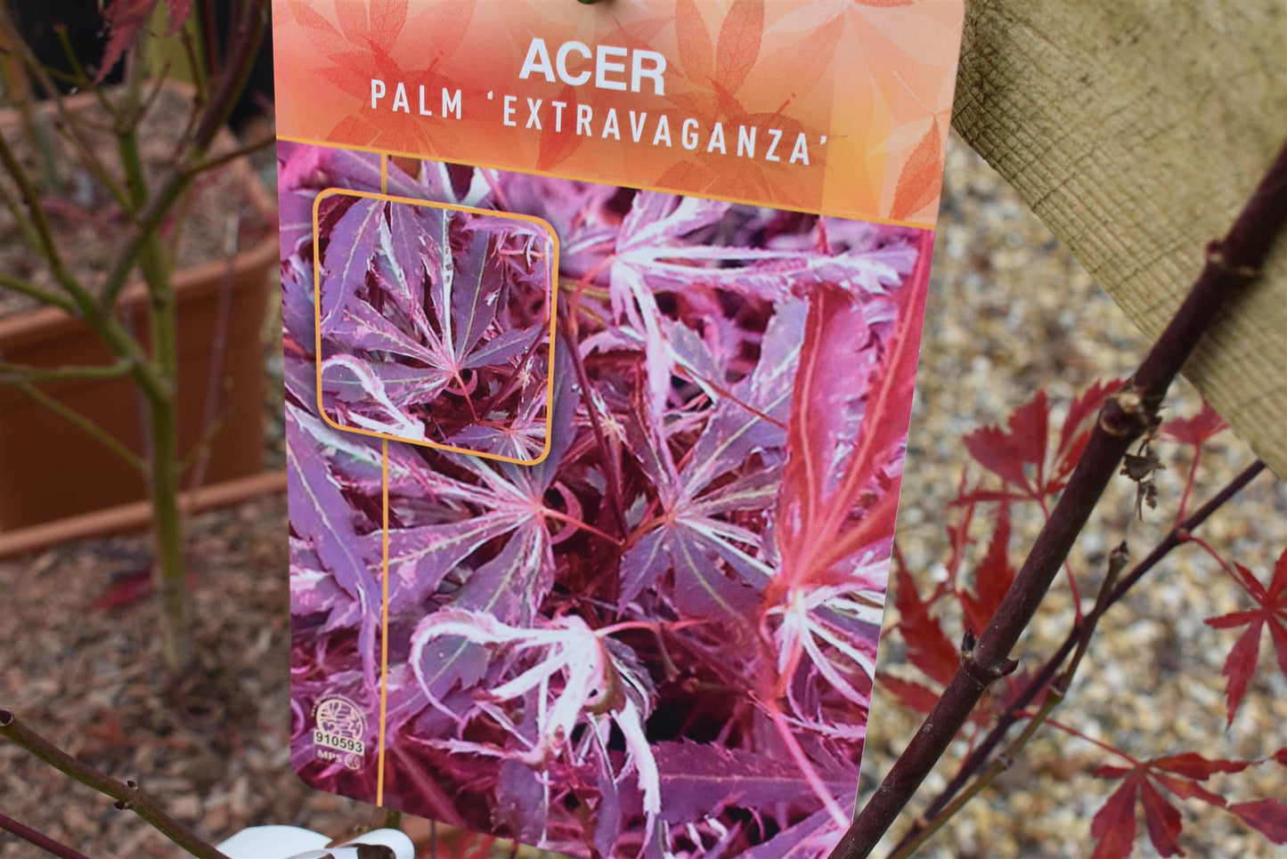 Acer palmatum 'Extravaganza' - Bushy - Height 120-130cm - 20lt