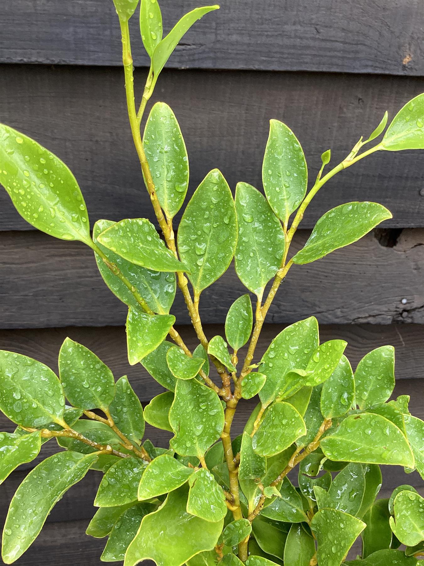 Griselinia littoralis | New Zealand Broadleaf - 90-100cm, 10lt