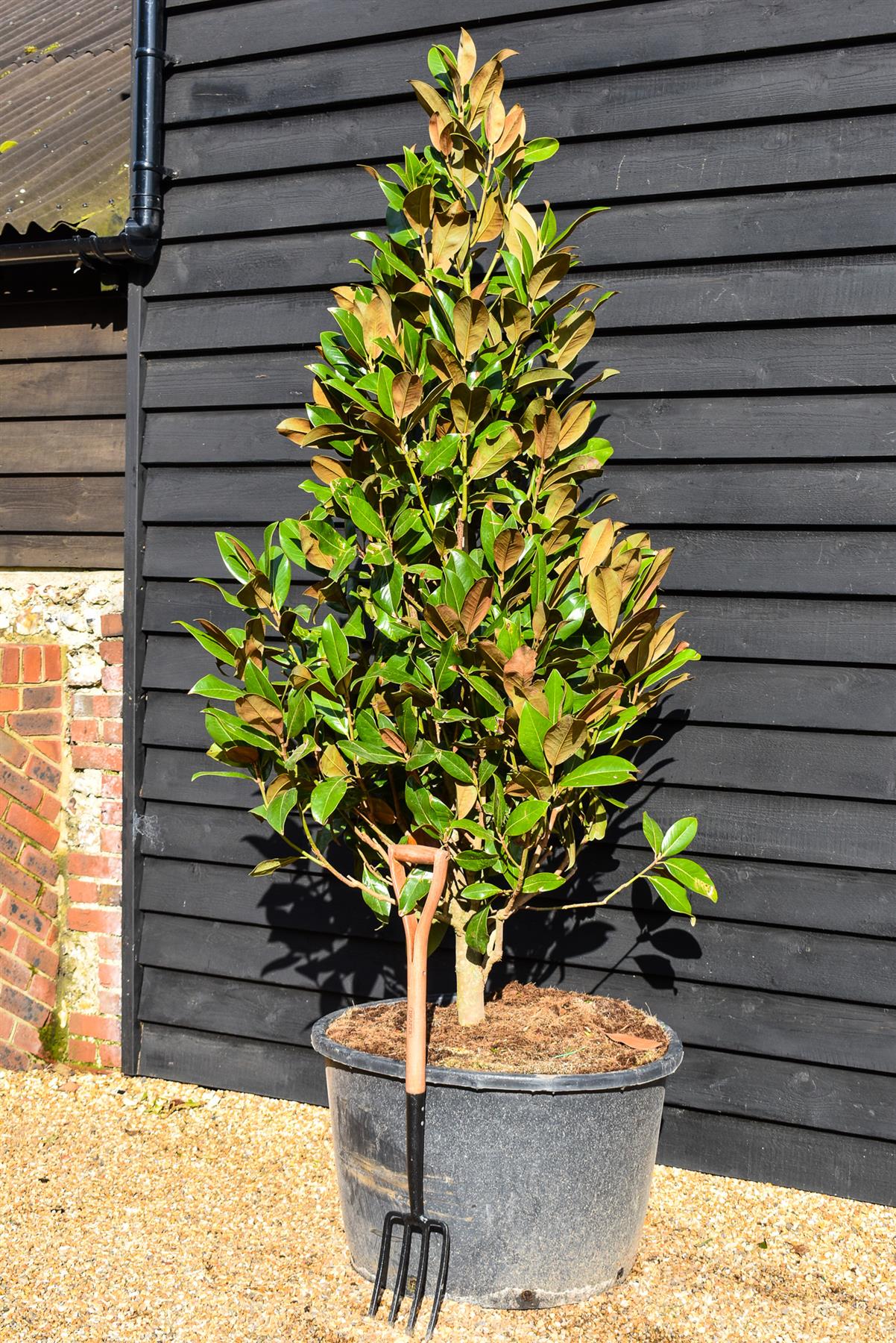 Magnolia grandiflora - Bushy Tree - Height - 210-240cm - 160lt