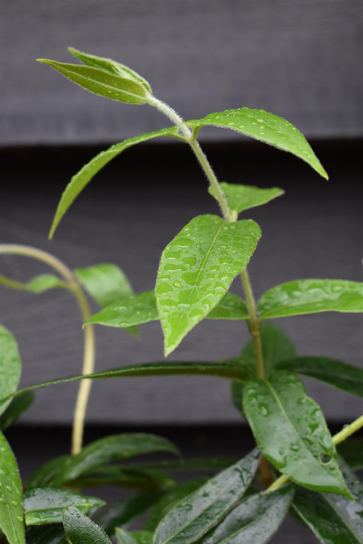 Lonicera henryi - Evergreen Henry's honeysuckle- 50-60cm - 3lt