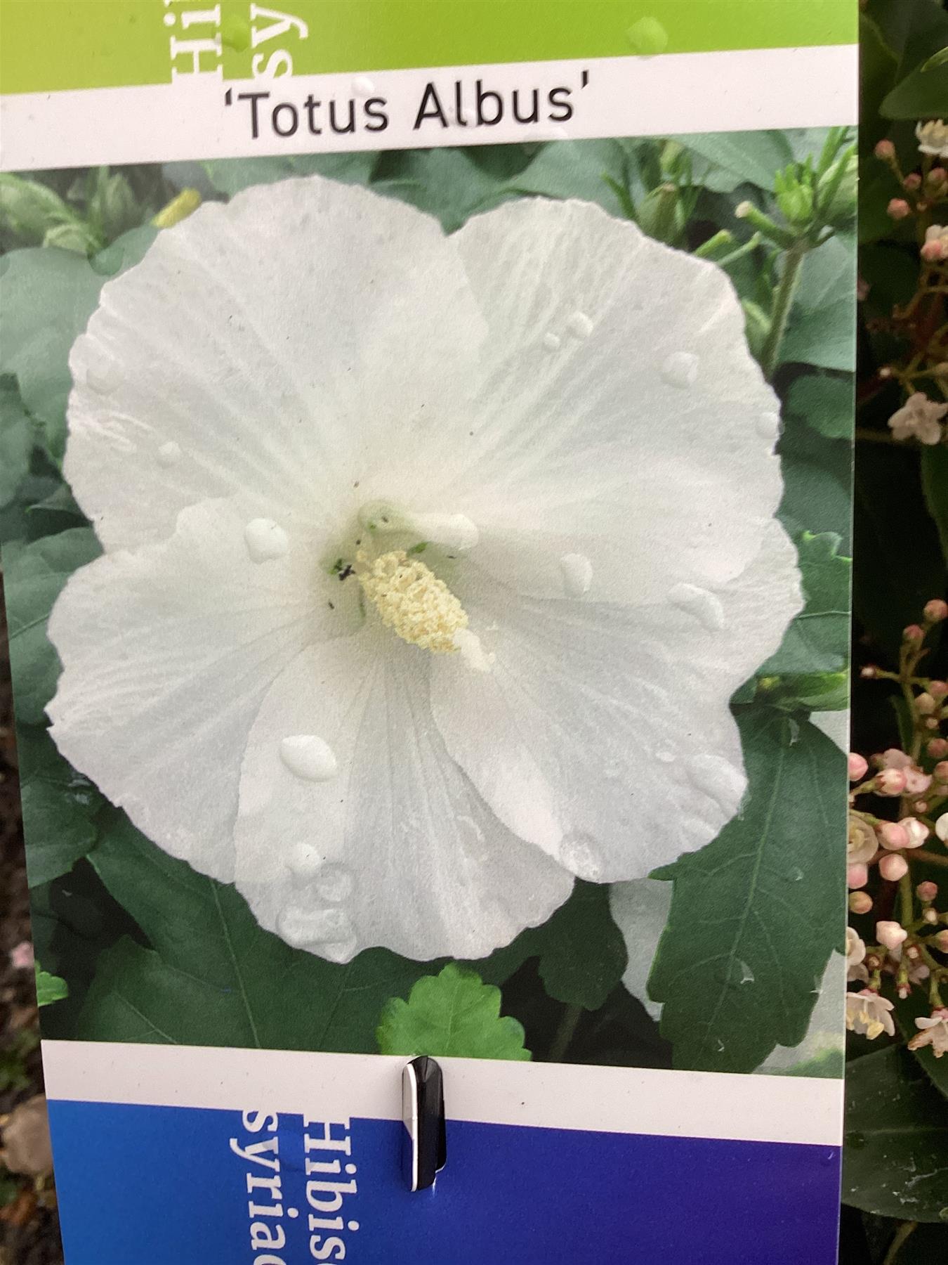 Hibiscus syriacus 'Totus Albus' | Rose of Sharon 'Totus Albus' - 50-60cm, 3lt