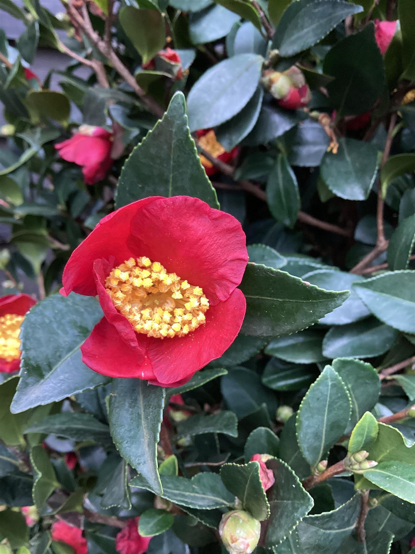 Camellia sasanqua Yuletide - Large Bushy - Height 250cm Width 120cm - 130lt