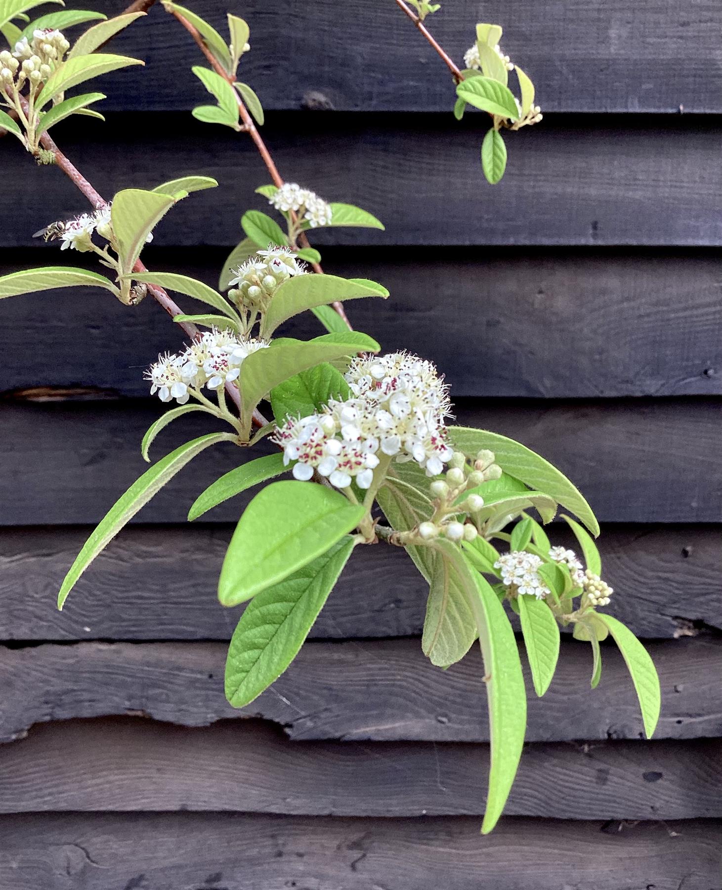 Cotoneaster 'Cornubia' Clear Stem - 200-250cm, 20lt