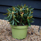 Rhododendron 'Kalinka' - Shrub - Height 60-70cm - 10lt