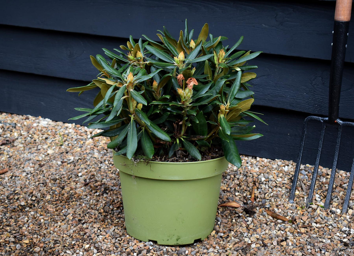 Rhododendron 'Kalinka' - Shrub - Height 60-70cm - 10lt