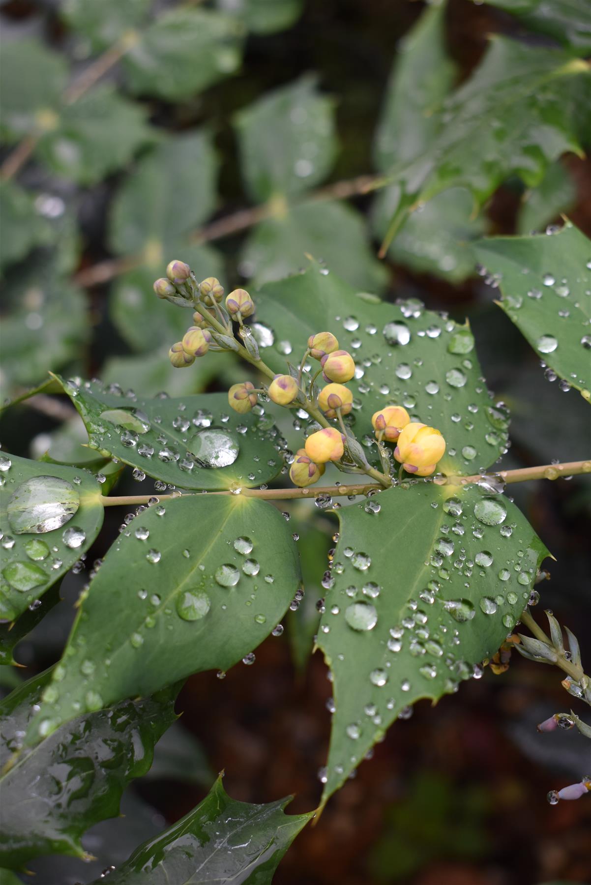 Mahonia Japonica - 3lt