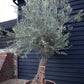 Olive Tree | Olea Europea - Specimen - Leaning trunk - Height 250-280 cm - Bowl 90lt