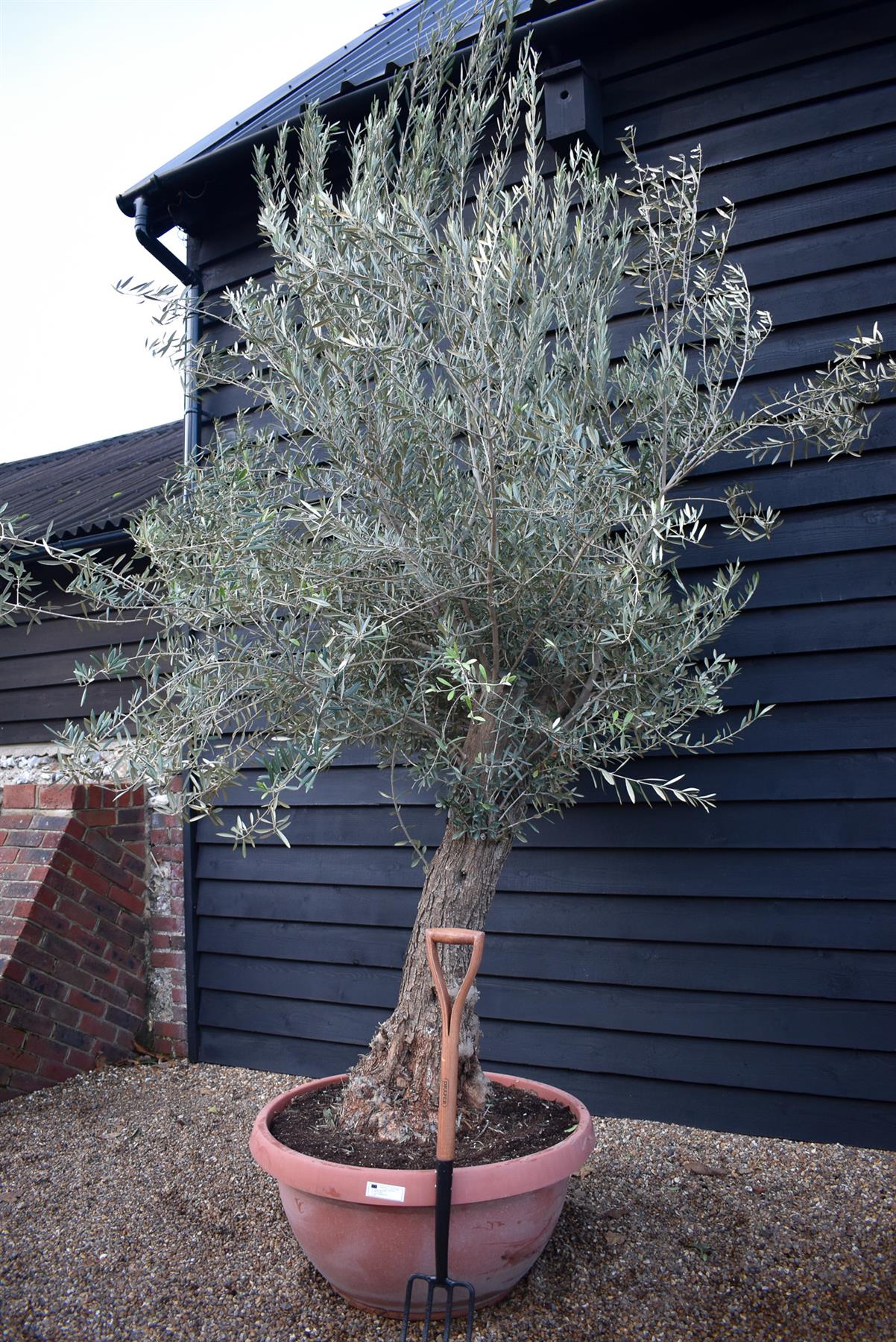 Olive Tree | Olea Europea - Specimen - Leaning trunk - Height 250-280 cm - Bowl 90lt