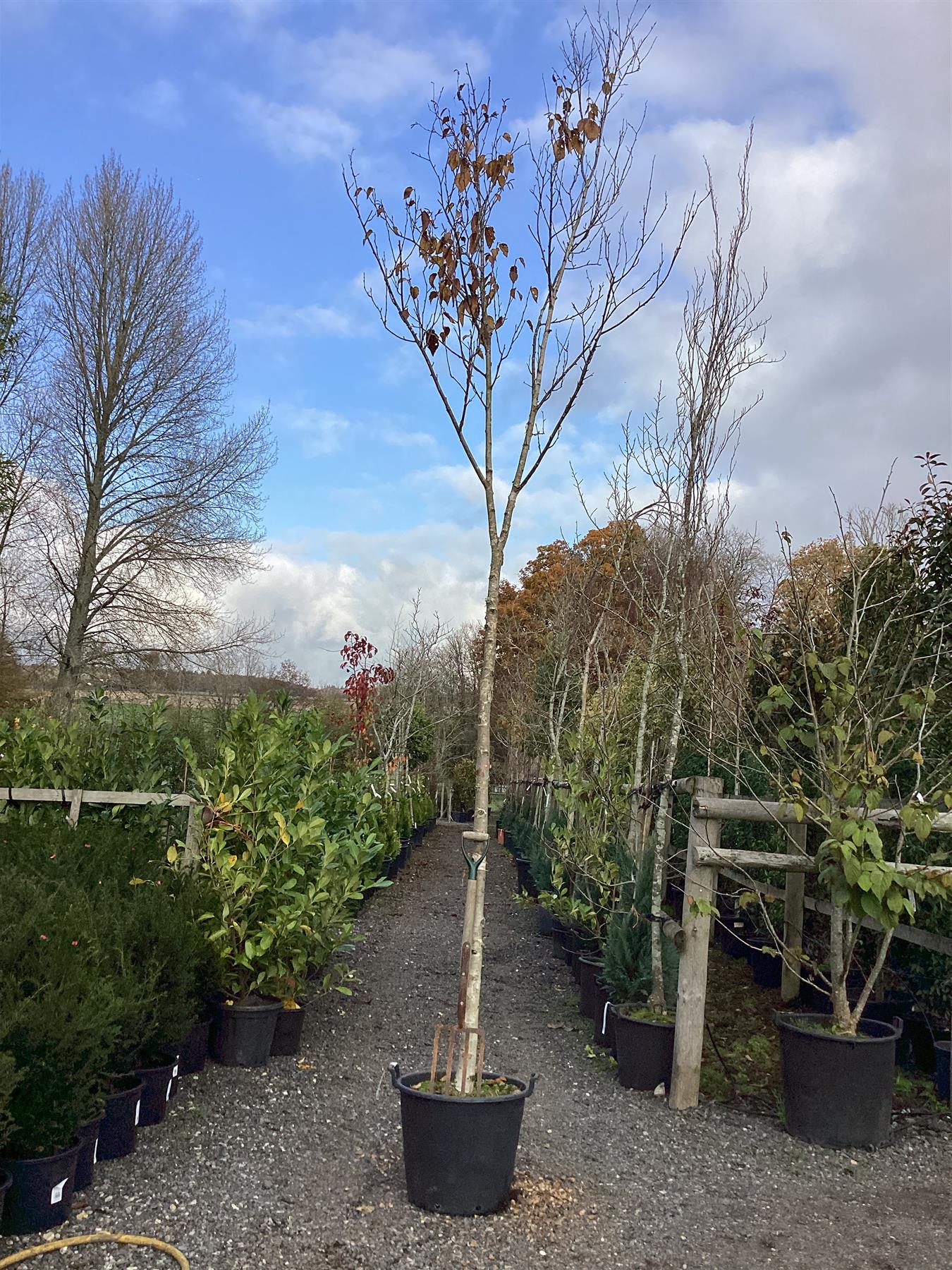 Betula ermanii | Erman's Birch - 400-420cm, 65lt