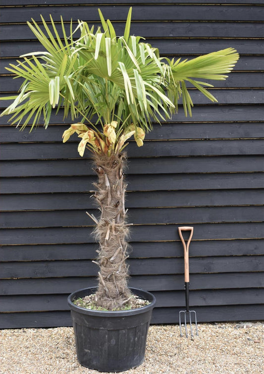 Trachycarpus fortunei | Windmill palm - 180-220cm, 70lt
