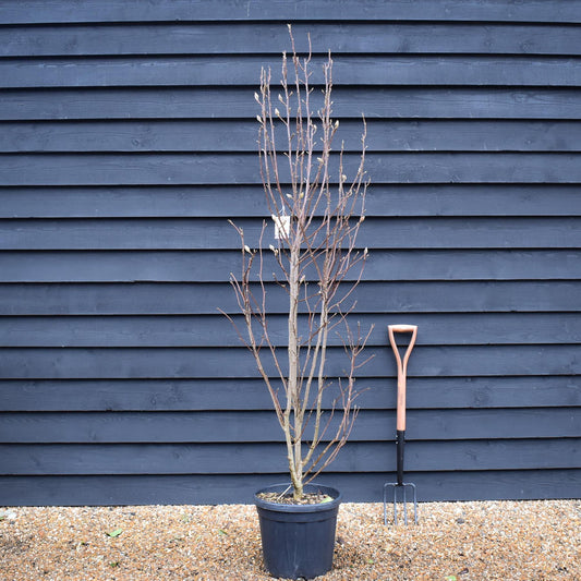 Magnolia x soulangeana | Saucer magnolia - Bushy - Height 180-210cm - 25lt