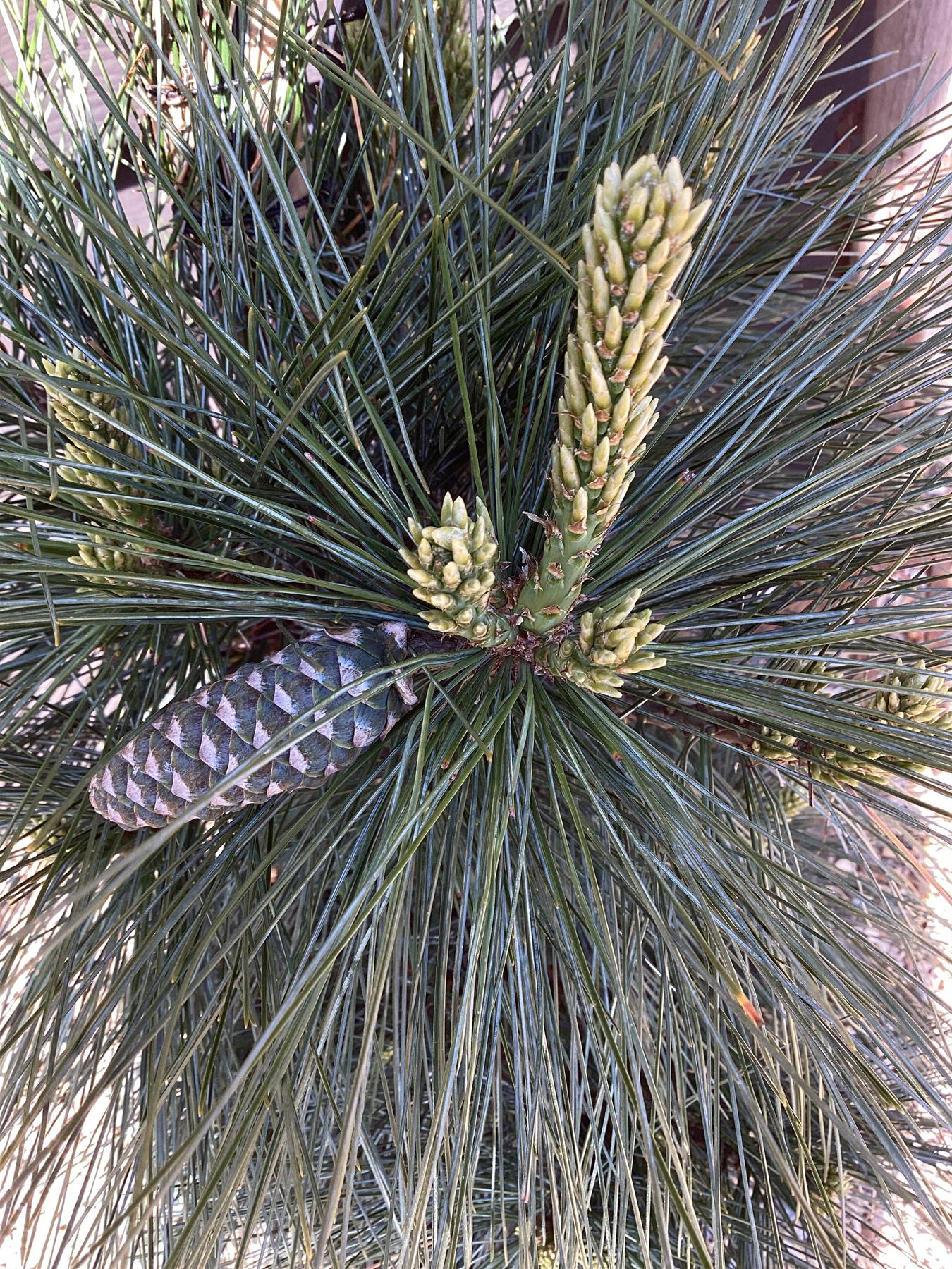 Pinus x schwerinii 'Wiethorst' |Schwerin's pine 'Wiethorst' - Height 75cm - Width 50-60cm - 18lt