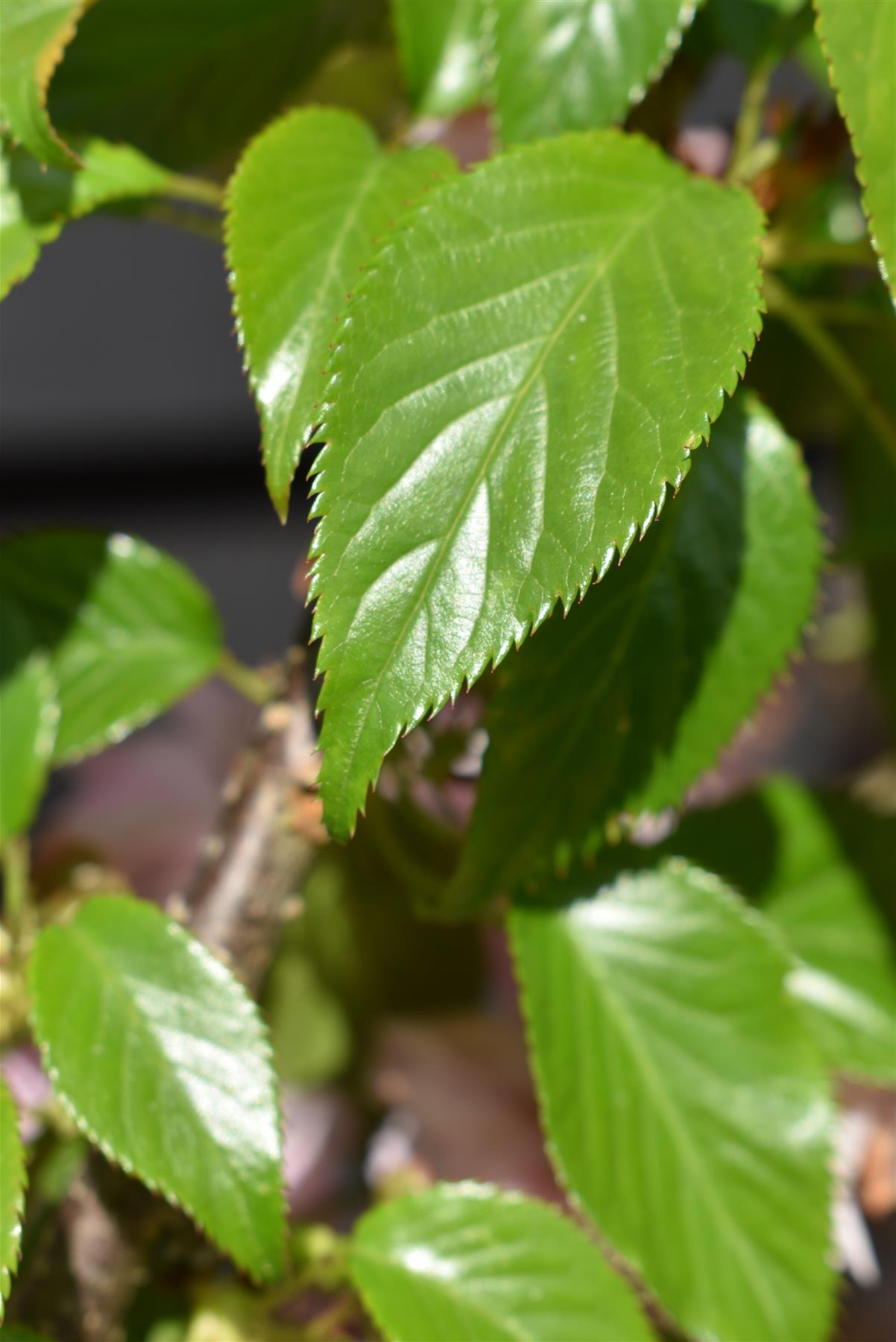 Prunus 'Kiku-shidare-zakura' | Japanese Weeping Cherry - Girth 10-12cm - 130-190cm - 25lt