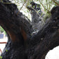 Olive Tree | Olea Europea - Specimen - Leaning double branch gnarly - Trunk height 80cm - Height 170cm - Girth 125cm - 240lt