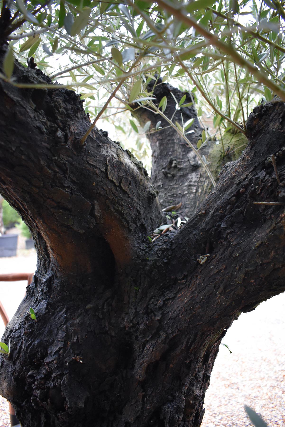 Olive Tree | Olea Europea - Specimen - Leaning double branch gnarly - Trunk height 80cm - Height 170cm - Girth 125cm - 240lt