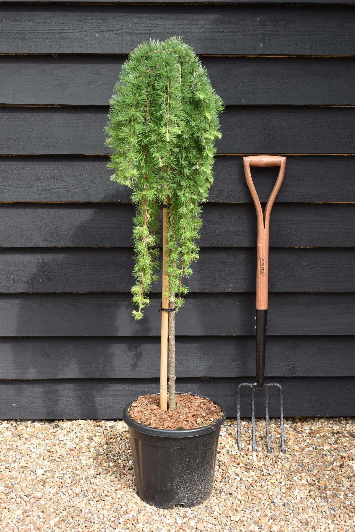 Larix kaempferi 'Stiff Weeper' - Stem - 100-110cm, 15lt