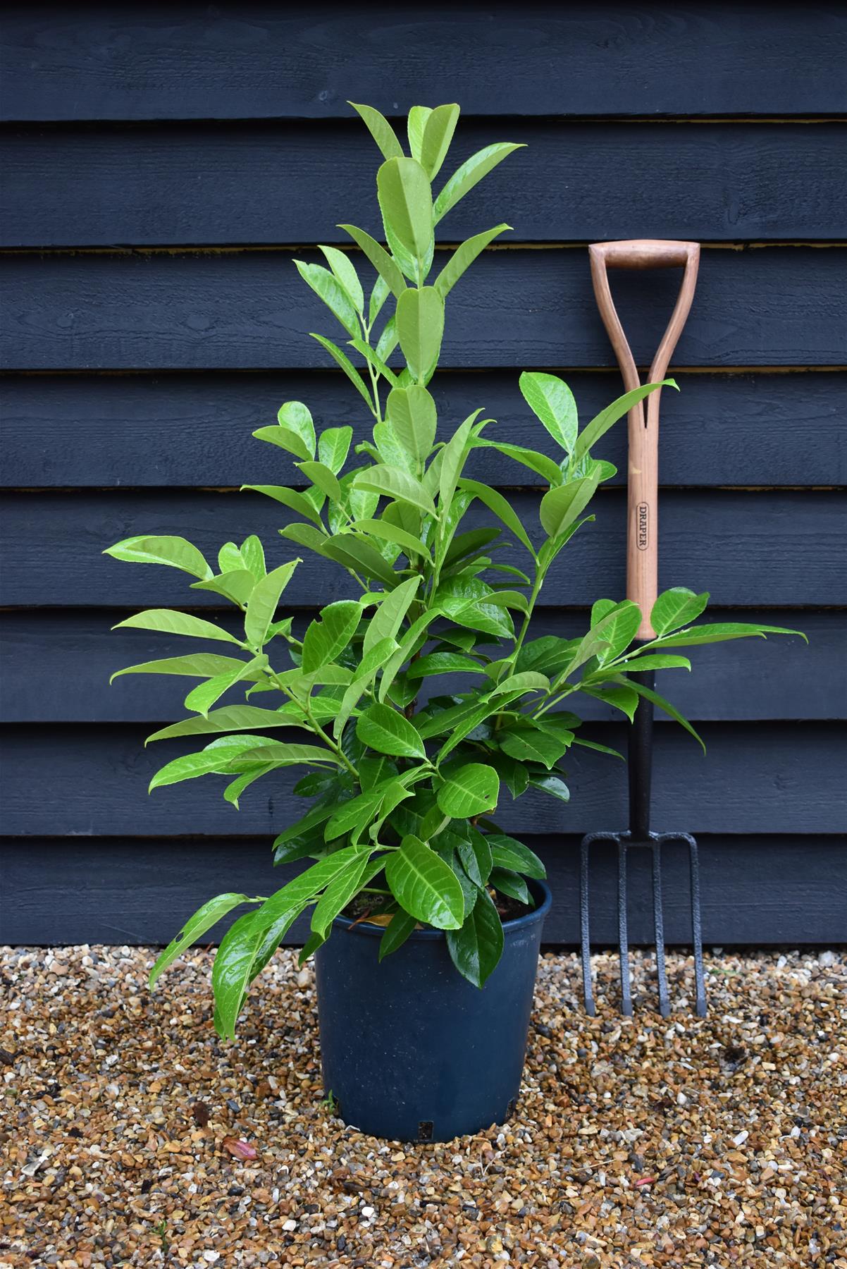 Cherry Laurel | Prunus Rotundifolia - Pot Grown - Height 80-100cm - 10lt