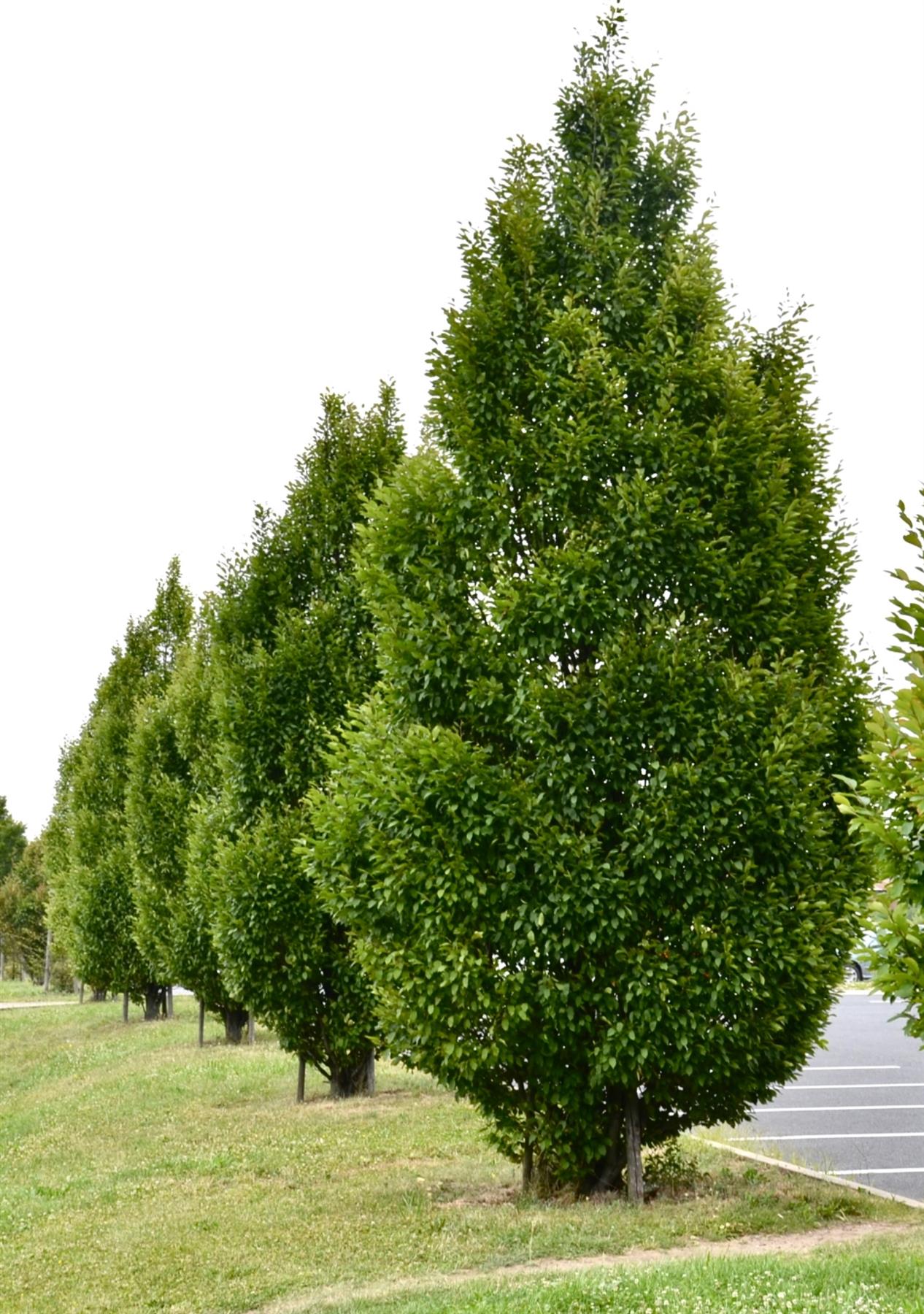 Carpinus betulus 'Fastigiata' | Hornebean Fastigata - 140-180cm, 10lt