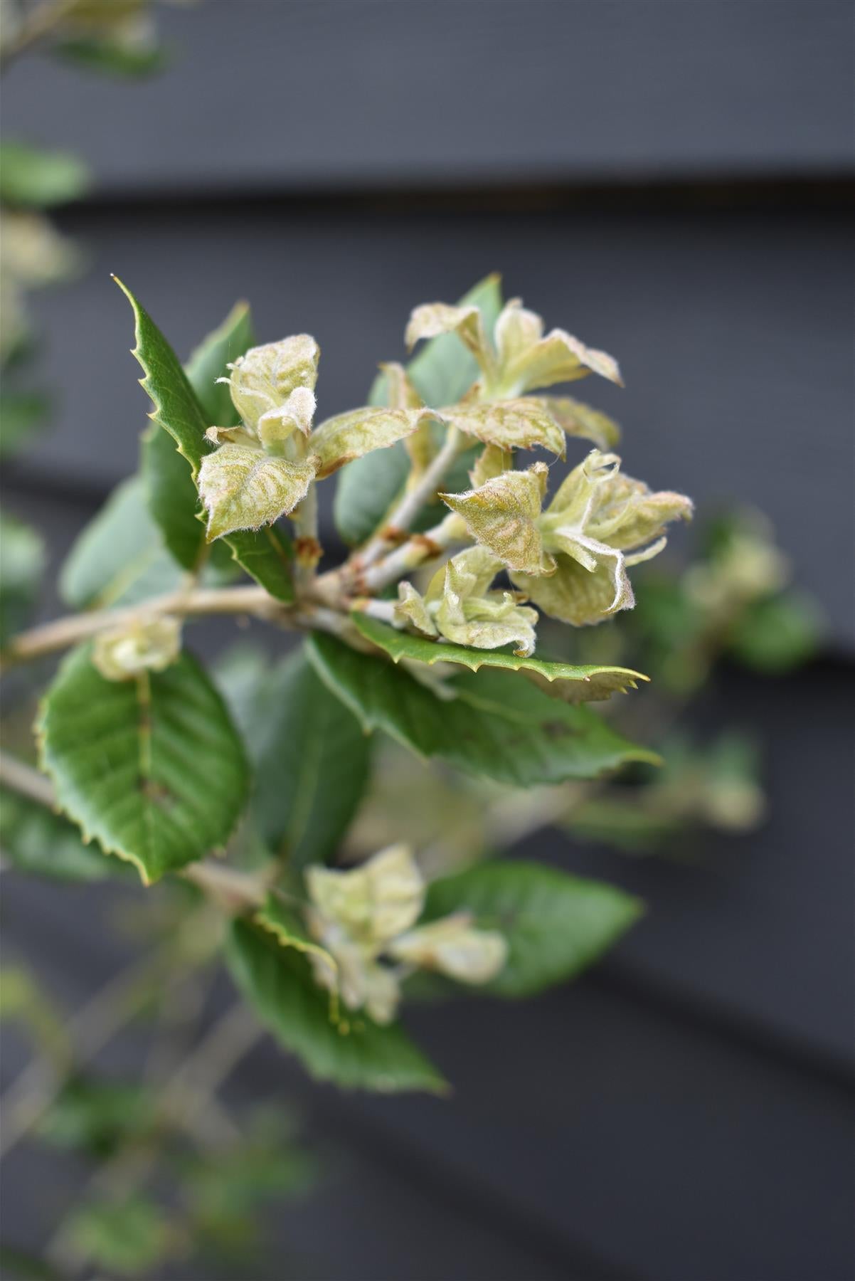 Holm Oak | Evergreen Oak | Quercus Ilex - Bushy - 130-160cm - 20lt