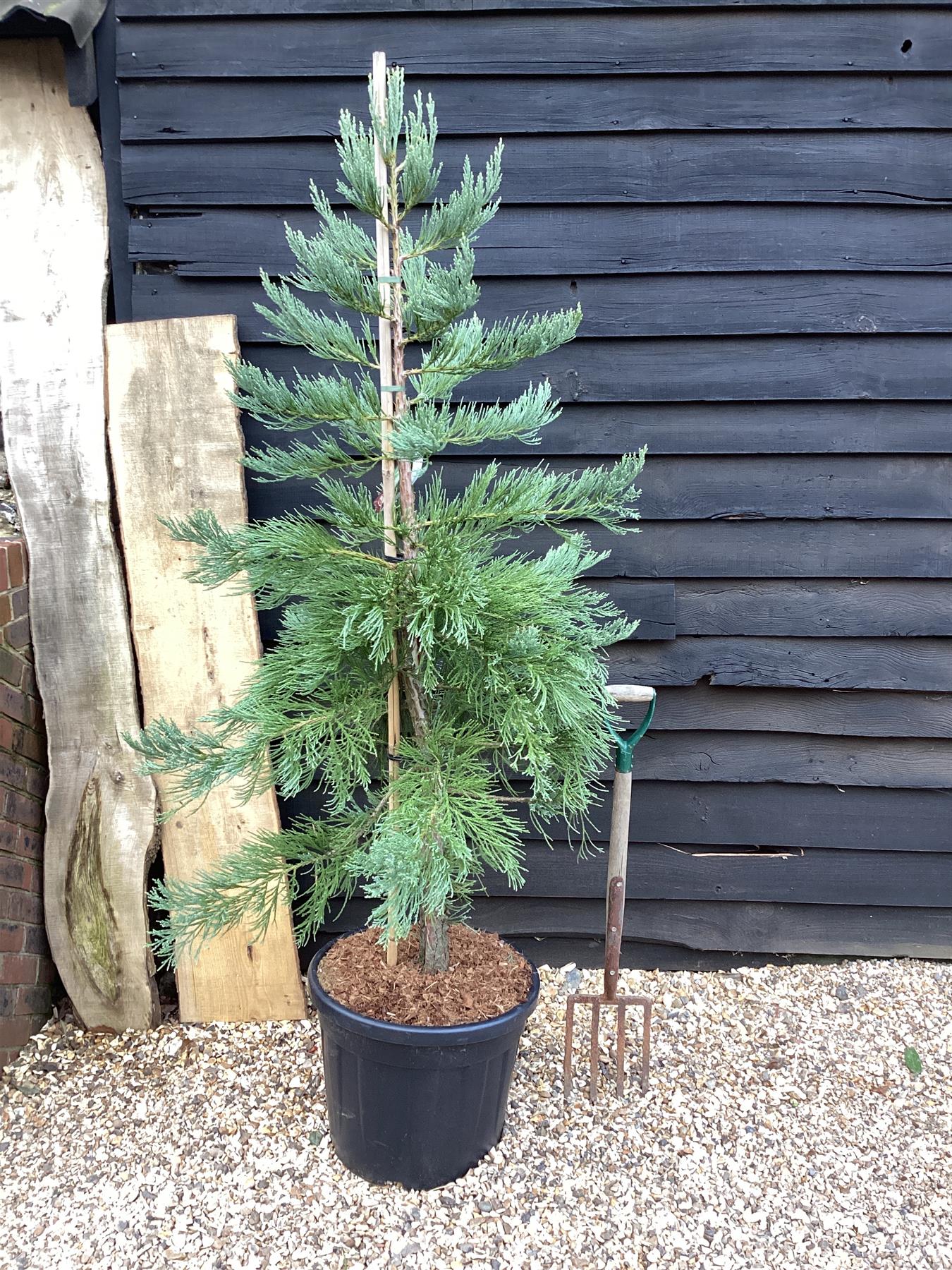 Sequoiadendron giganteum | Giant redwood - Height 175cm - Width 150-175cm - 55lt