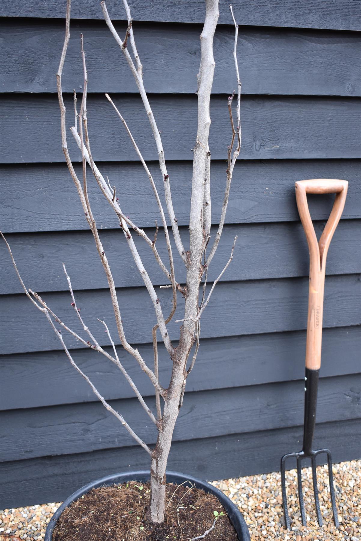 Cercis canadensis | Eastern Redbud - Semi-Mature Feathered - Height 160-180cm - 30lt