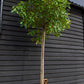 Photinia Red Robin -  Standard screening tree - Clear Stem - Girth 14-16cm - Height 360cm - 70lt