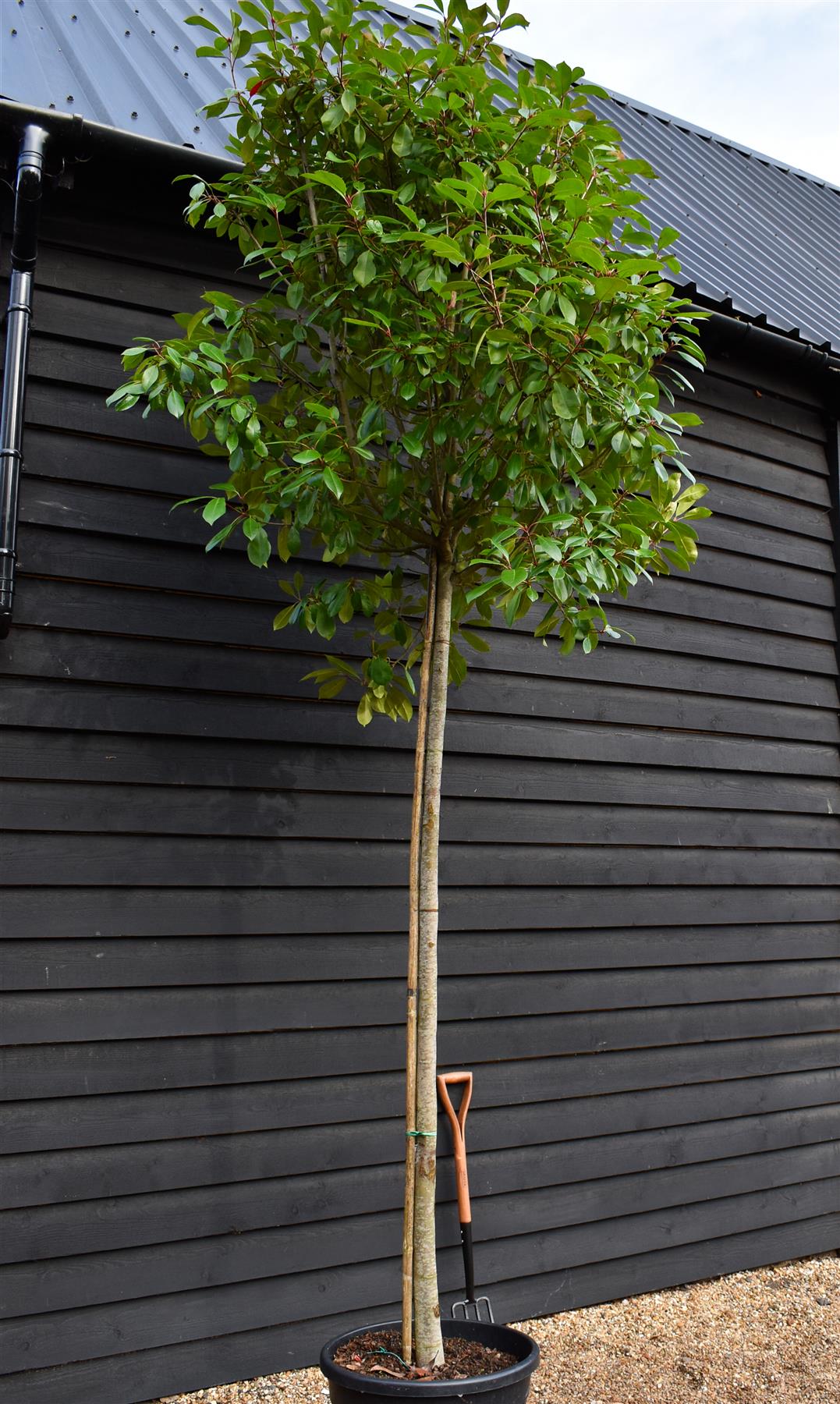 Photinia Red Robin -  Standard screening tree - Clear Stem - Girth 14-16cm - Height 360cm - 70lt