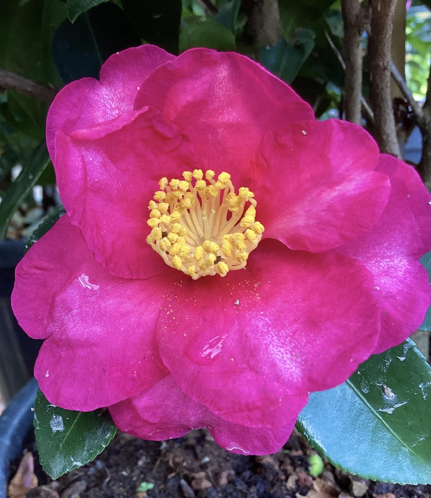 Camellia sasanqua - Bush - Large Shrub - Pink - Hiryu - Height 140cm - Width 60cm - 30lt