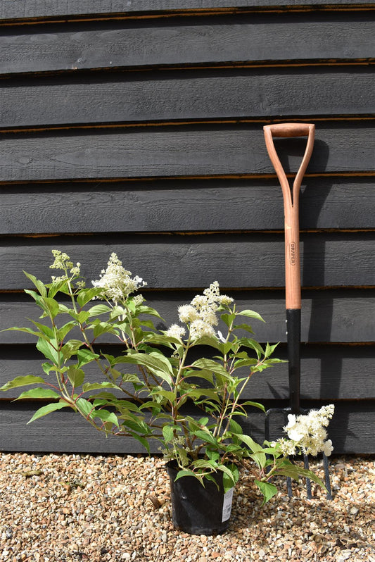 Hydrangea paniculata 'Kyushu' - 3lt