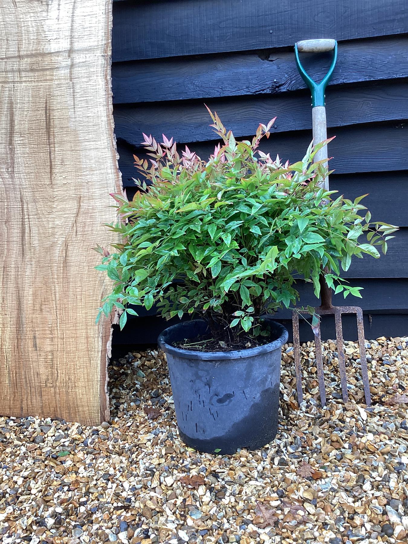 Nandina domestica | Heavenly Bamboo - 60-70cm, 25lt