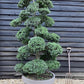 Ilex Crenata | Japanese Holly Cloud Tree - Bonsai - 180cm - 26 Clouds - Approx 30 years old - 180lt
