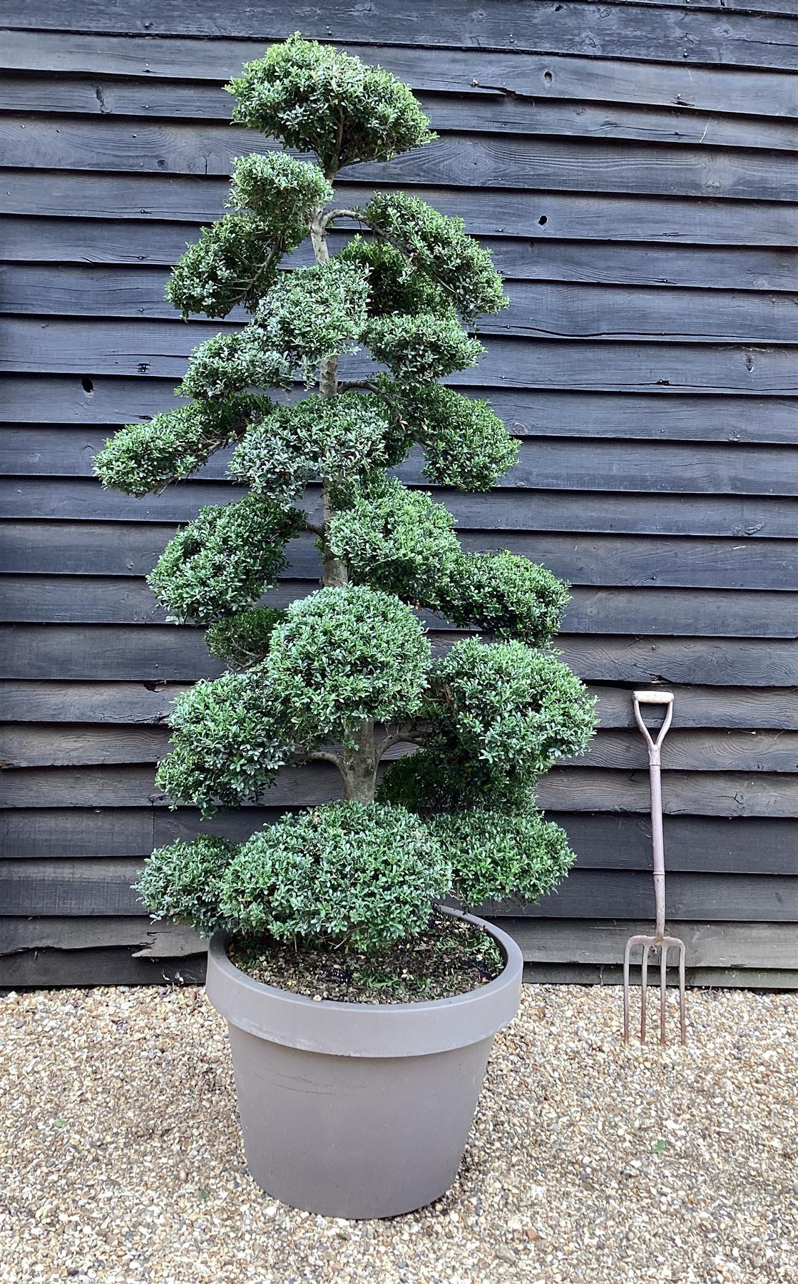 Ilex Crenata | Japanese Holly Cloud Tree - Bonsai - 180cm - 26 Clouds - Approx 30 years old - 180lt