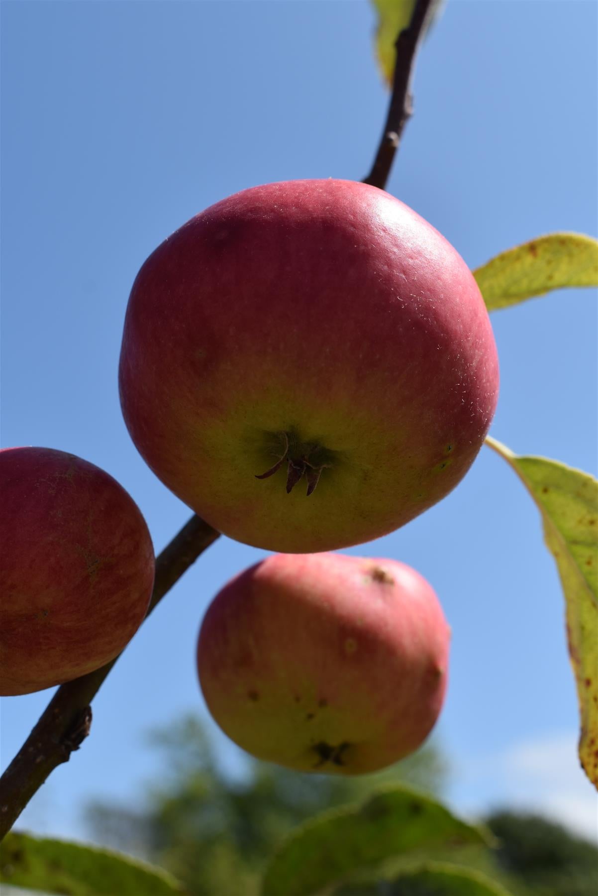 Apple tree 'Scrumptious' | Malus domestica - MM106 - Height 150-160cm - 20lt