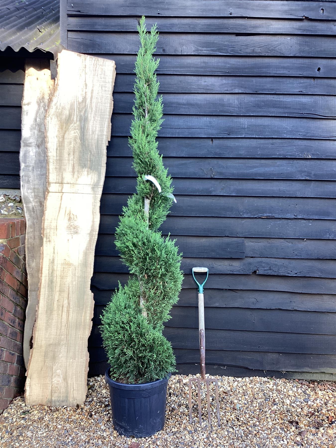 Cupressus sempervirens 'Pyramidalis' | Columnar Italian Cypress - Spiral - 250-260cm, 35lt