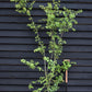 Crataegus Monogyna | Common Hawthorn - 180-200cm, 12lt