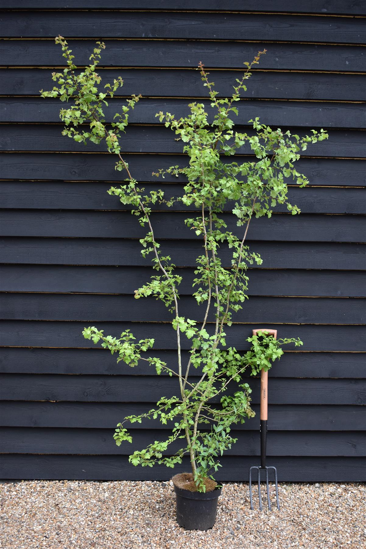 Crataegus Monogyna | Common Hawthorn - 180-200cm, 12lt